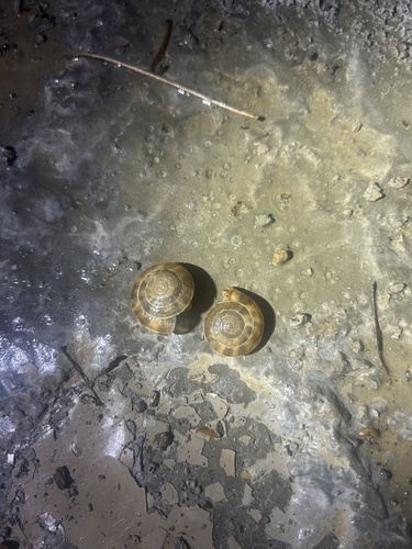 Laeocathaica carinifera