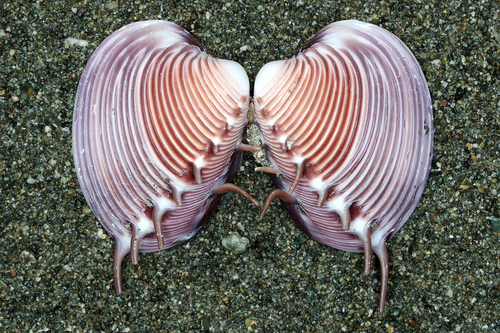 Panamic Comb Venus