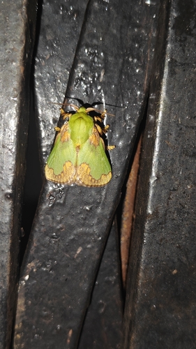 Parasa pastoralis