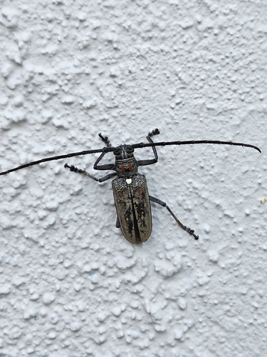 Mango Stem Borer