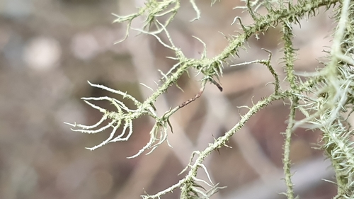 Bristly Beard Lichen