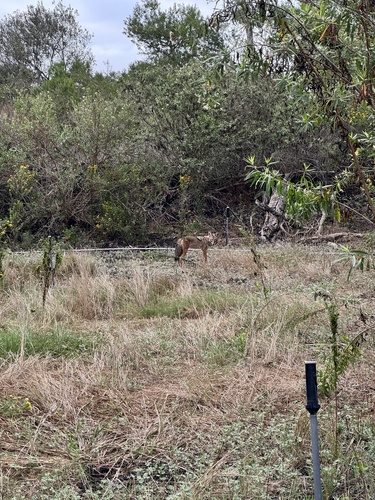 iNaturalist observation photo of Coyote