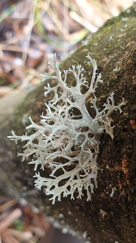 Sodinė briedragė nuotrauka