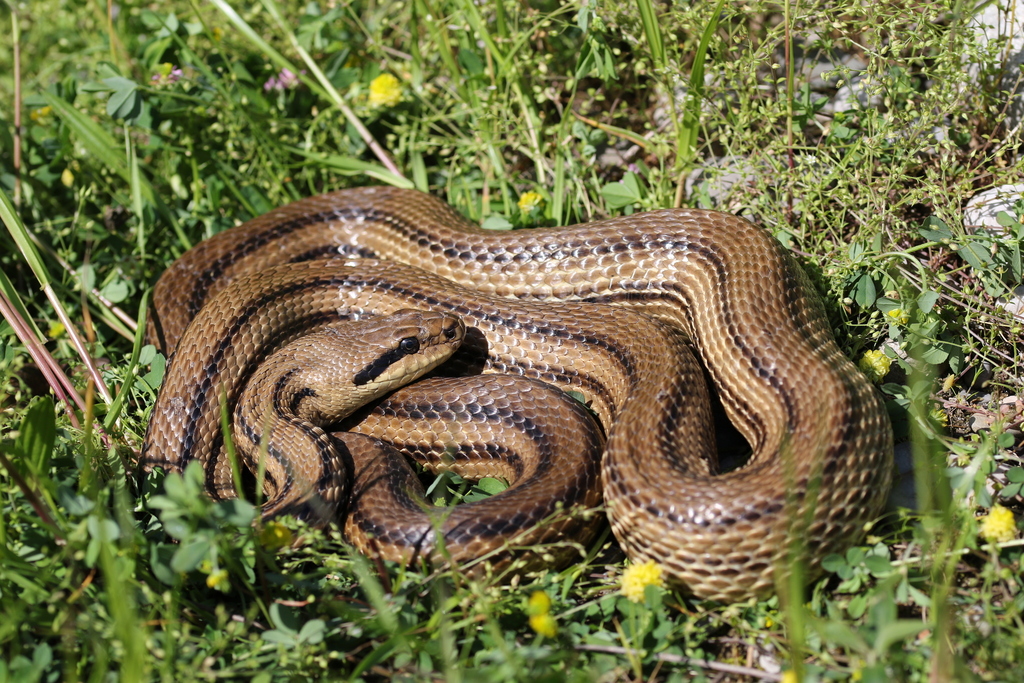Four-lined Snake