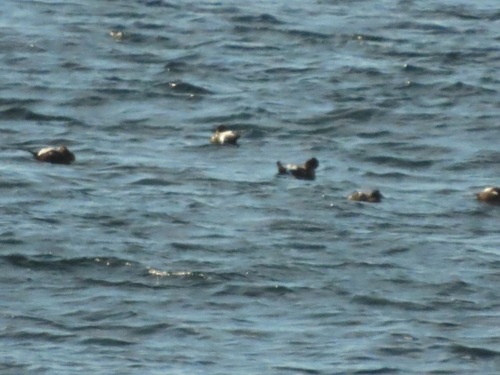 Common Eider