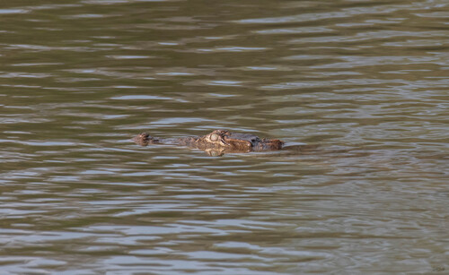 Mugger Crocodile