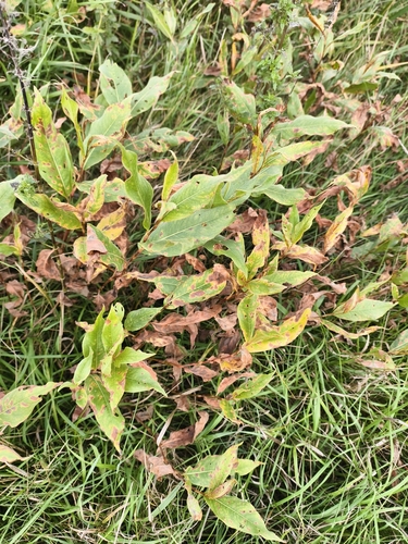 water smartweed