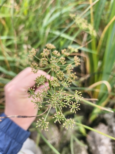 water parsnip