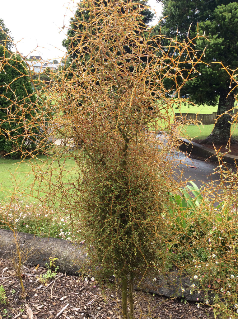 Mikimiki in December 2016 by room1westendnp · iNaturalist