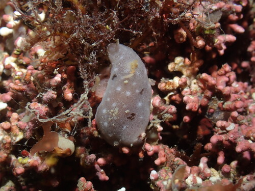Jorunna tomentosa