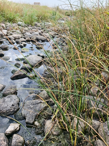 three-square bulrush