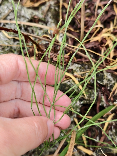 field horsetail