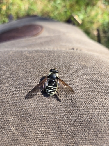 Unknown species found near Downtown - Waterfront, Duluth, MN, USA