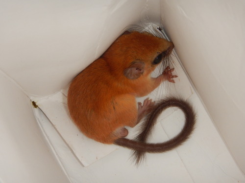 Hatt's Vesper Rat