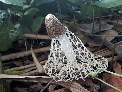 bridal veil stinkhorn
