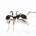 Collared Ants - Photo (c) Aaron Stoll, all rights reserved, uploaded by Aaron Stoll