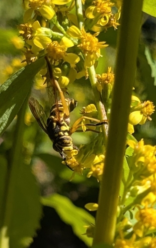 Unknown species found near Minnesota, US