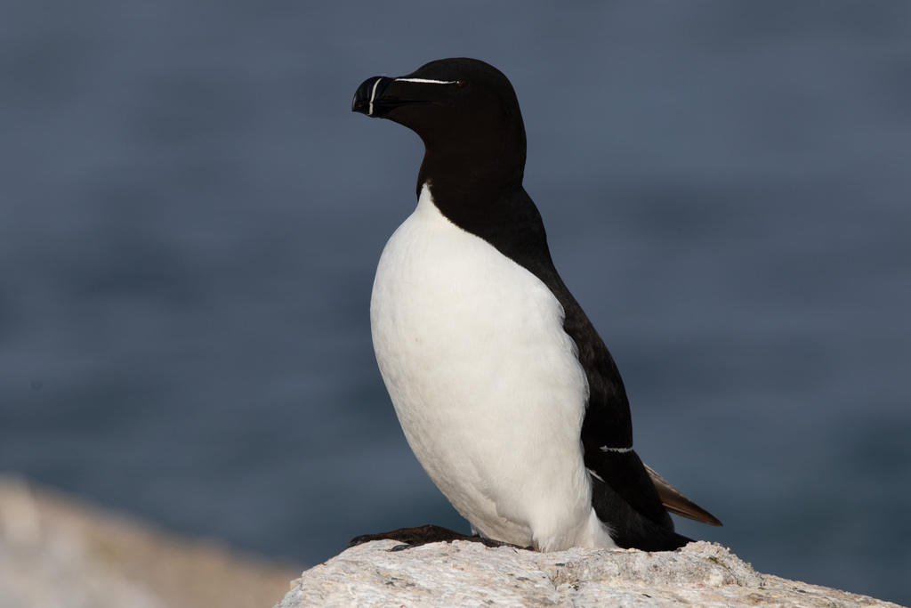 Tordalk (Alca torda) erkennen — Foto, Gesang und Steckbrief der Vogelart