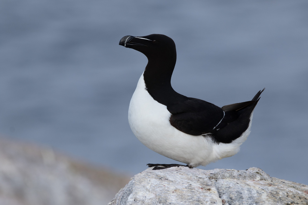 Razorbill photo