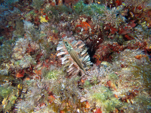Pinna rudis