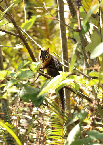 Shadow Chipmunk observed by scarlettsnake