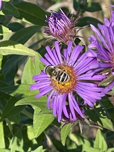 Unknown species found near Lake Elmo, MN, US