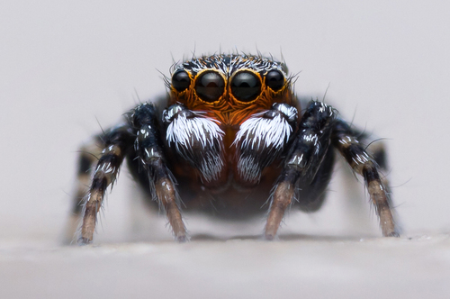 Talavera parvistyla