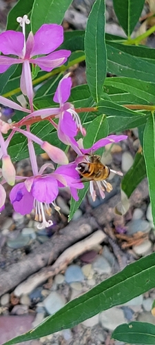 Unknown species found near West Glacier, MT 59936, USA