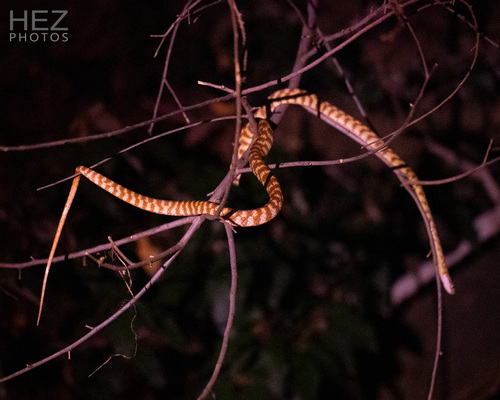 Brown Tree Snake sighting
