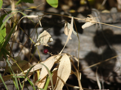 False Solomon's Seal winter