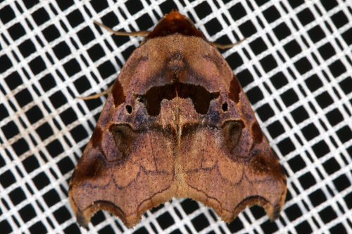 Lephana excisata