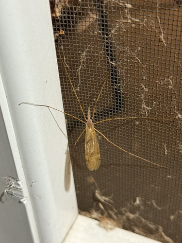 Unknown species found near Gull Rd, Kalamazoo, MI, US