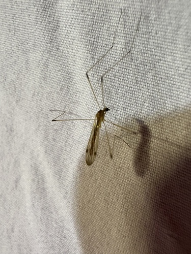 Unknown species found near West Ridge Nature Preserve, Chicago, IL, US