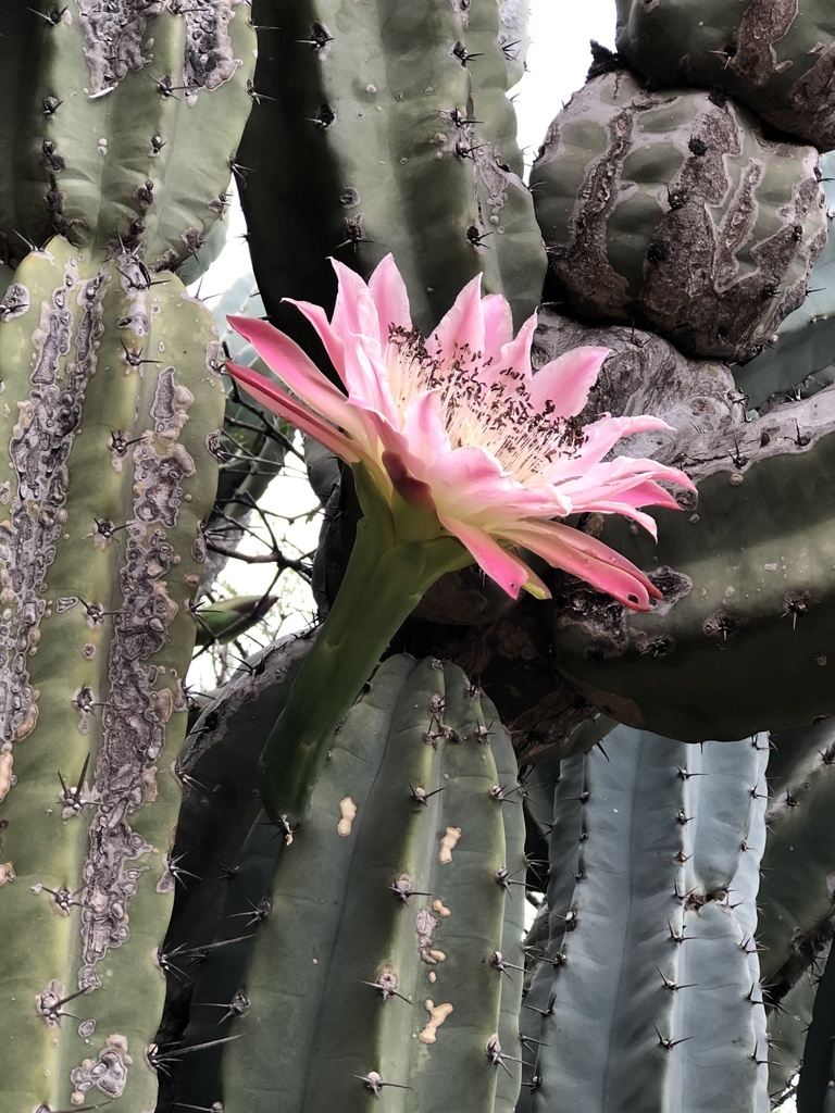 Cereus