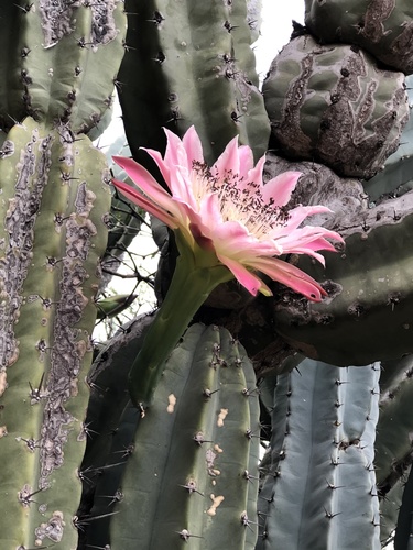 Cereus forbesii C.F.Först.