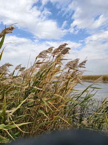 common reed