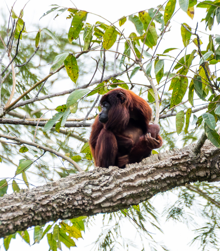 Purús Red Howler Monkey