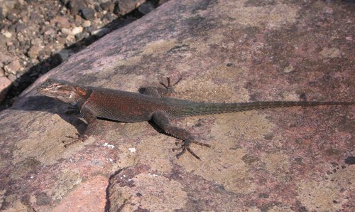 Yarrow's Spiny Lizard