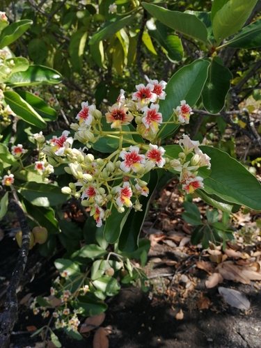 Platycarpum orinocense