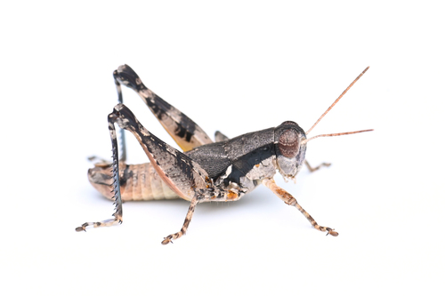 Melanoplus stegocercus