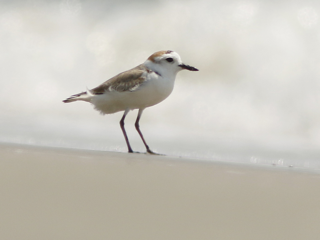 White-faced Plover photo