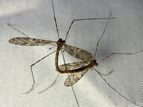 Unknown species found near San Juan Island, Friday Harbor, WA, US