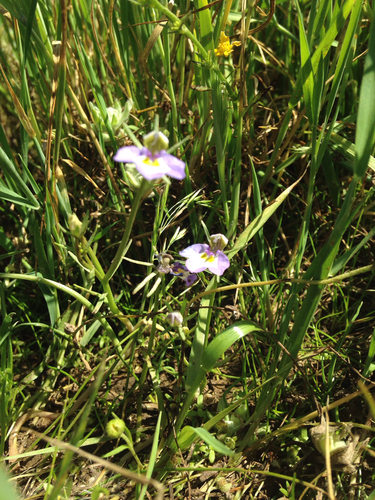 iNaturalist observation photo of Doublehorn Calicoflower