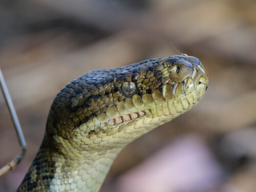 Coastal Carpet Python sighting