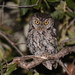 Whiskered Screech-Owl - Photo (c) Christopher  Lindsey, all rights reserved, uploaded by Christopher  Lindsey
