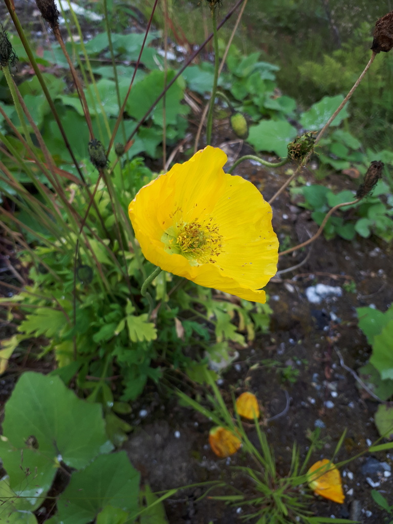 Ice Poppy from Tromsø, NO-TR, NO on August 18, 2019 at 03:34 PM by Don ...