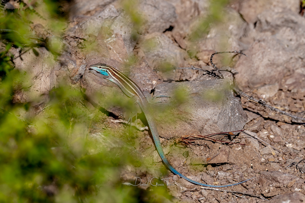 Carmen Island Whiptail (Aspidoscelis carmenensis)