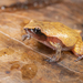 Mahanoro Digging Frog - Photo (c) ivanparr, all rights reserved, uploaded by ivanparr