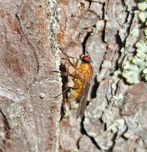 Thricops diaphanus