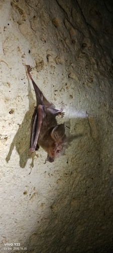 Tatar Horseshoe Bat (Rhinolophus tatar) — Least Concern Mammalia